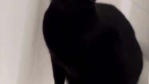 Adopting a Cat from a Shelter Vlog - Cute Precious Piper Quits Her Job as a Bathtub Guard #shorts