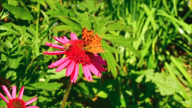 Cone Flower - 138565