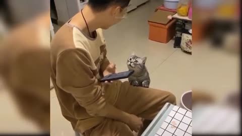 Cute and funny cat