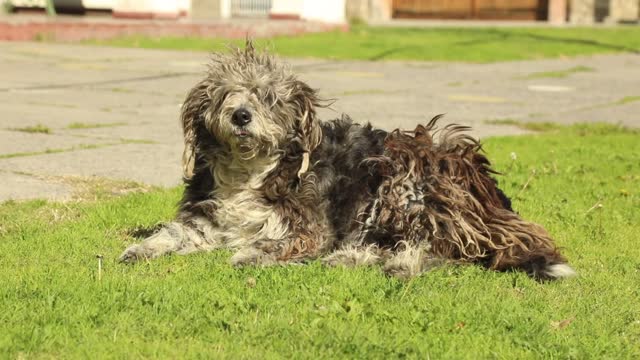 The dog who smells funny