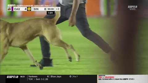 A dog steals the ball and becomes the star of the match in the Mexican league 😂😂😂😂😂😂