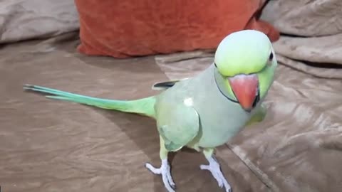 Green parrot