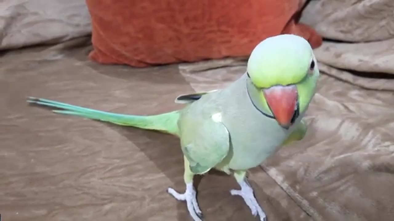 Green parrot