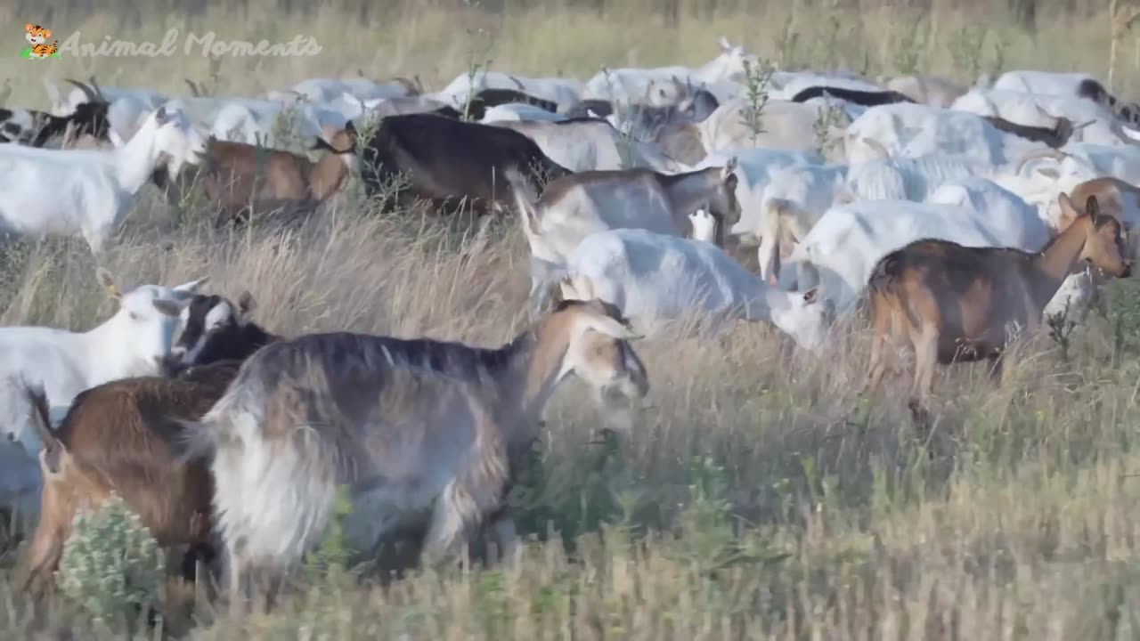 Cute little animals - Dog, cat, chicken, elephant, cow, tortoise - Animal sounds