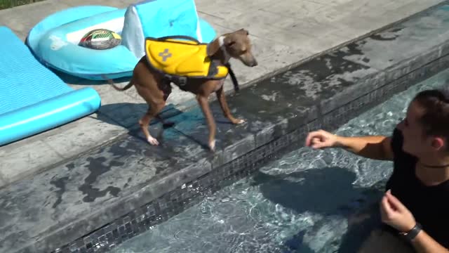 Teaching two cute little dogs how to Swim