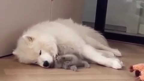 Cat Distureb A Dog Sleeping So Cute ❤️❤️