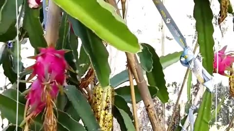 The dragon tree in the factory--Oneok