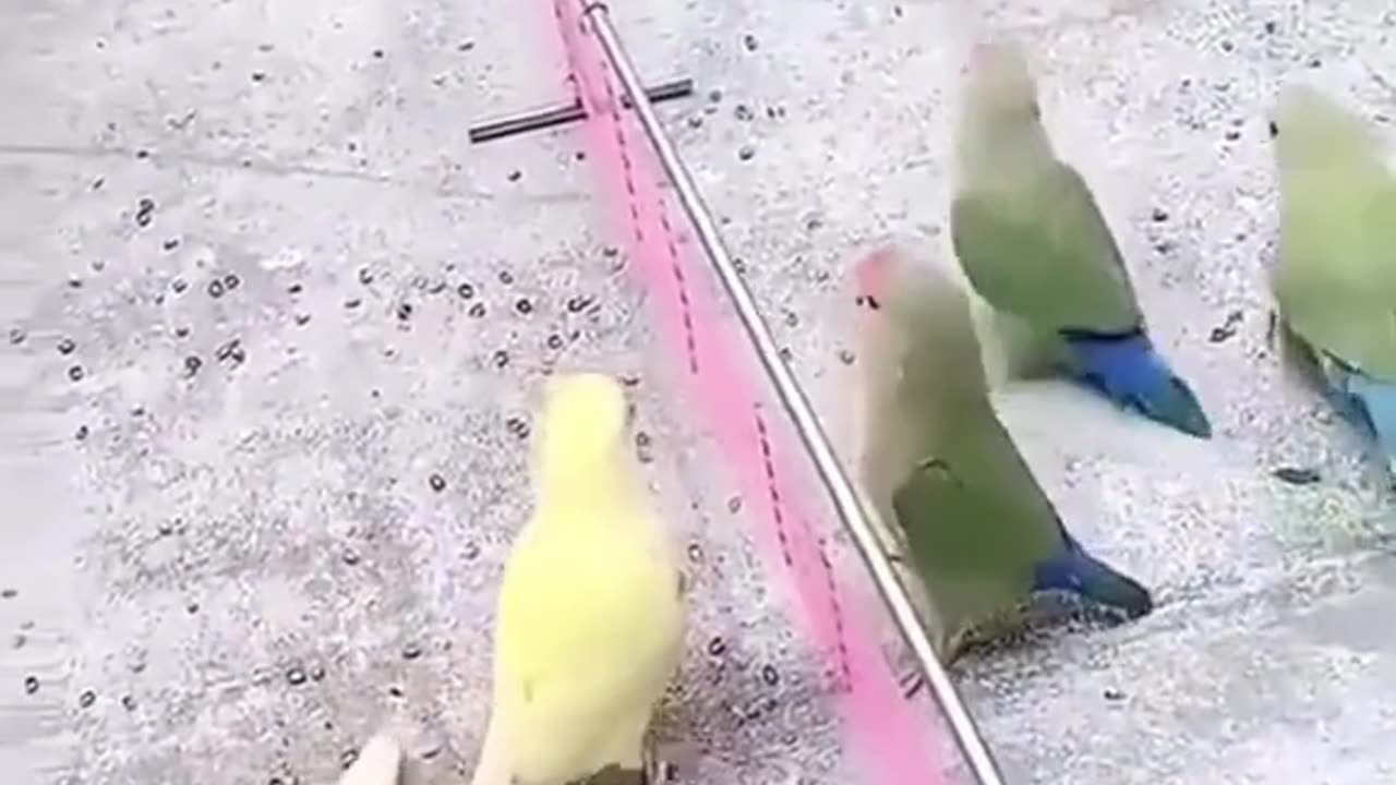 Parrot is playing bollybol funny video