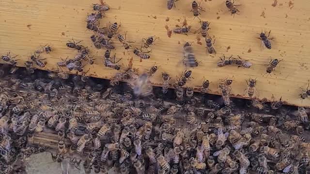 Putting bees in a box