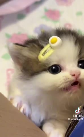 Cute baby kitten meow meow