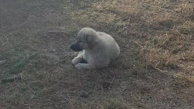 Puppy barking and sitting