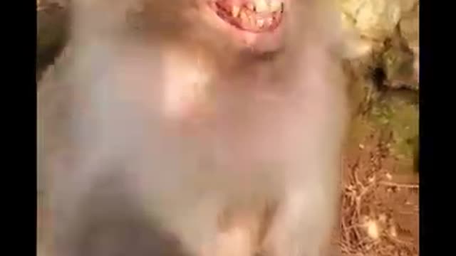 Monkey Funny Video Big Monkey Comedy Videos
