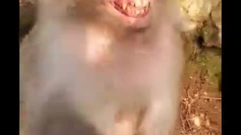 Monkey Funny Video Big Monkey Comedy Videos