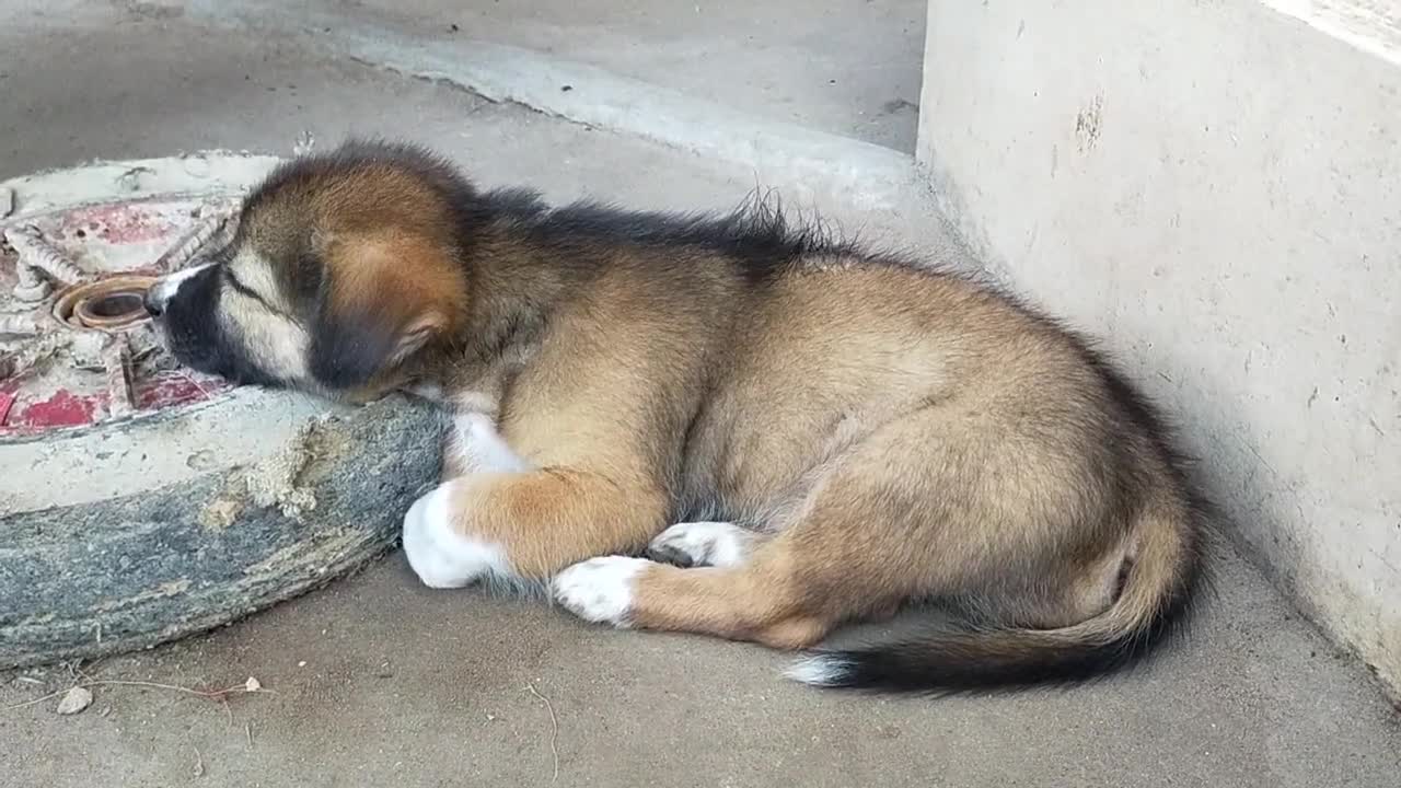 so cute puppy try to cleaning