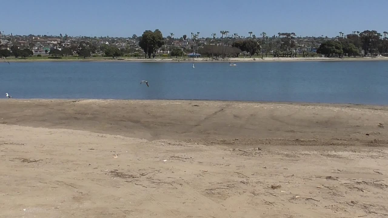 Live With Seagulls
