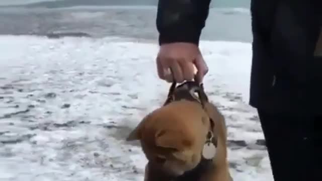 A puppy caught by the neck of fate