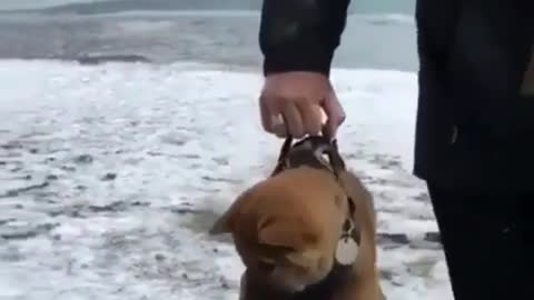 A puppy caught by the neck of fate