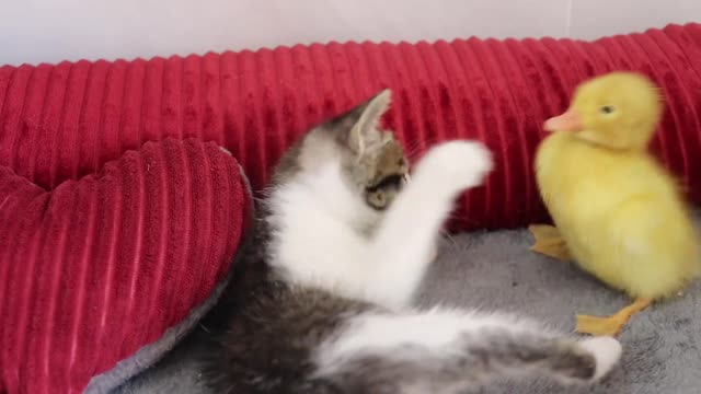 The daily life of kittens and ducklings is very warm