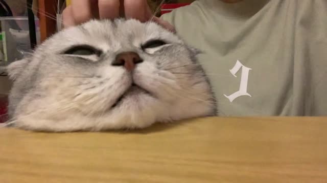 Cats like scratching their heads