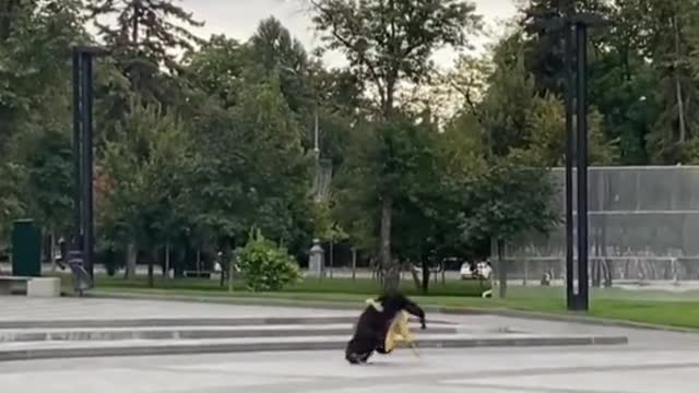 Escaped Ukraine zoo chimp returns home on bike after it starts raining