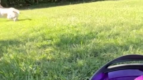 Funny animals - Funny cats - dogs - Funny animal videos 236