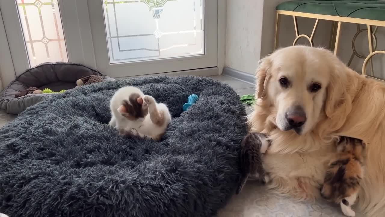 Mom Cat and Tiny Kittens Love their Best Friend Golden Retriever