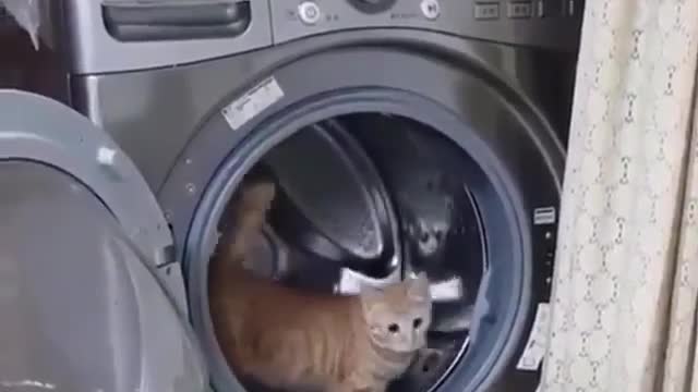 cats Funny at home.