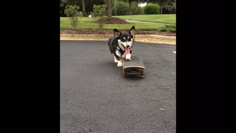 Skateboarding Corgi shows off mad skills