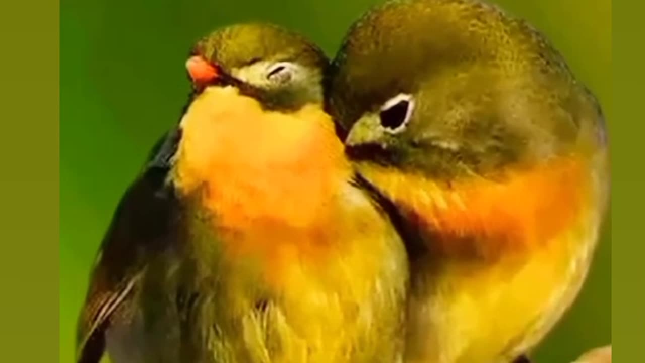 Love 💞 Birds