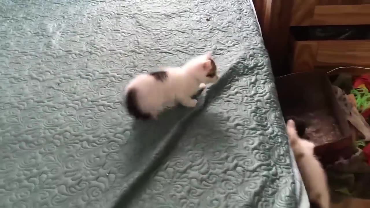 Cute Kittens - Funny and Cute Cat Videos Compilation 2023 #11