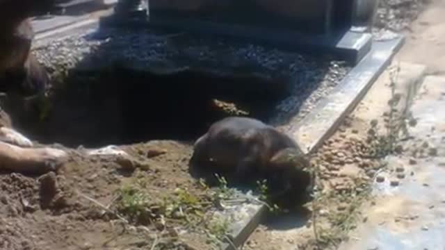 Everyone Thought This Dog Was Guarding Her Owners Grave until Rescuers Uncovered A Secret