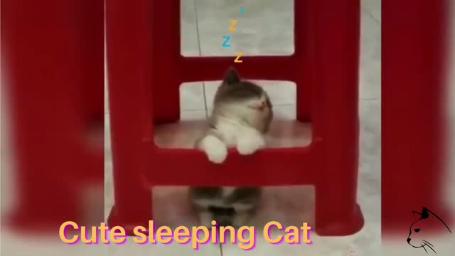 sleeping Cute cat