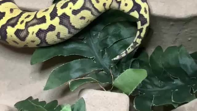 Baby Ball Pythons hanging out