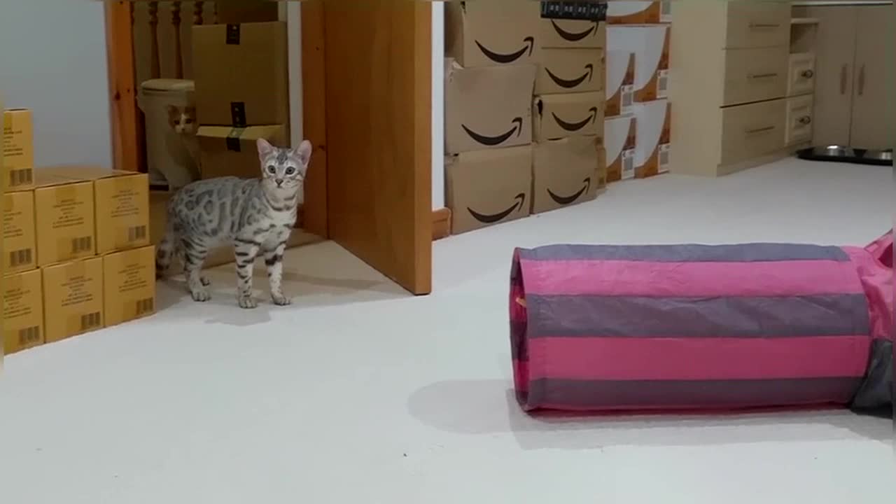 Introducing Our New Bengal Kittens To Our Adult Cats