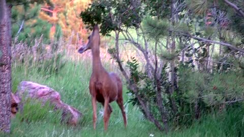 Deer stealing berries.