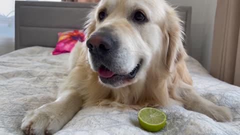 My Golden Retriever Reacts to Trying Lime!