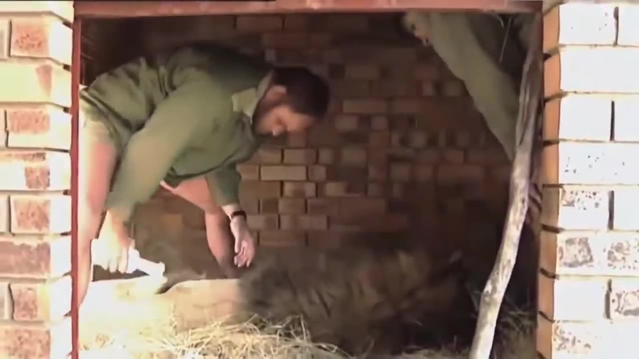 Animal documentary 2021