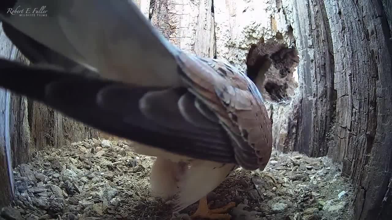 Kestrel Dad Who Lost Partner Courting Again