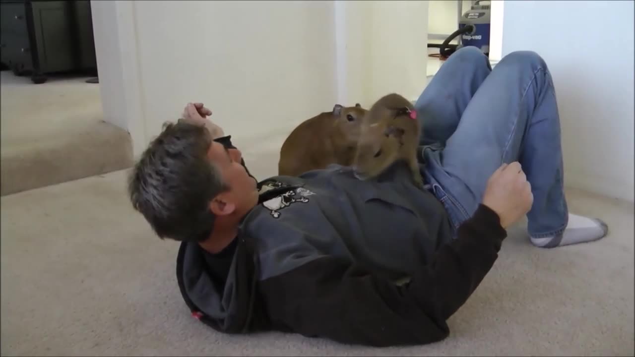 Capybara eating half a watermelon Full Video