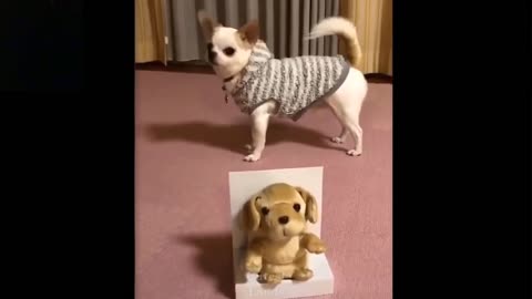 Cute And Funny Pets Try Not To Laugh To These Pets Compilation