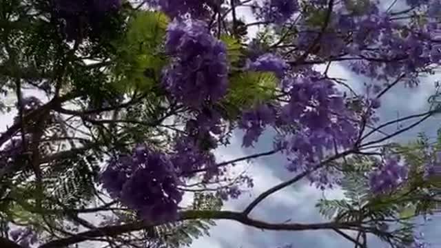 Nature in seconds🌸