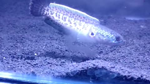 Channa auranti maculata