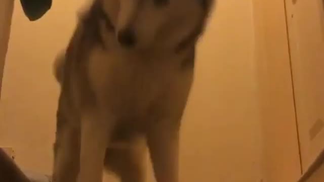 funny & cute animals