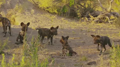 Robotic Spy Puppy Meets Wild Dogs