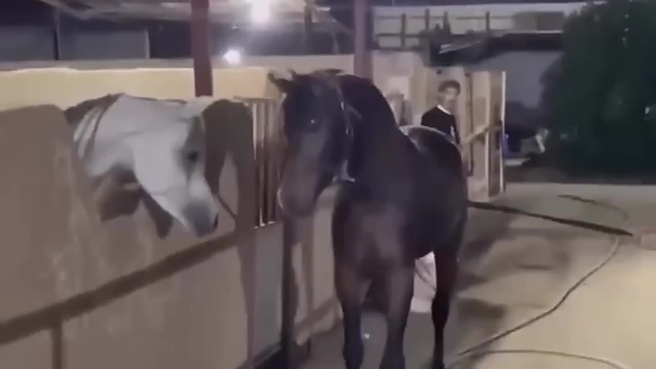 Stunning Horse Attitude 🐎 🐴 🎠