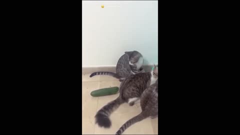Funny animal video