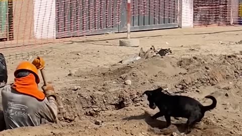 Dog helps on construction site