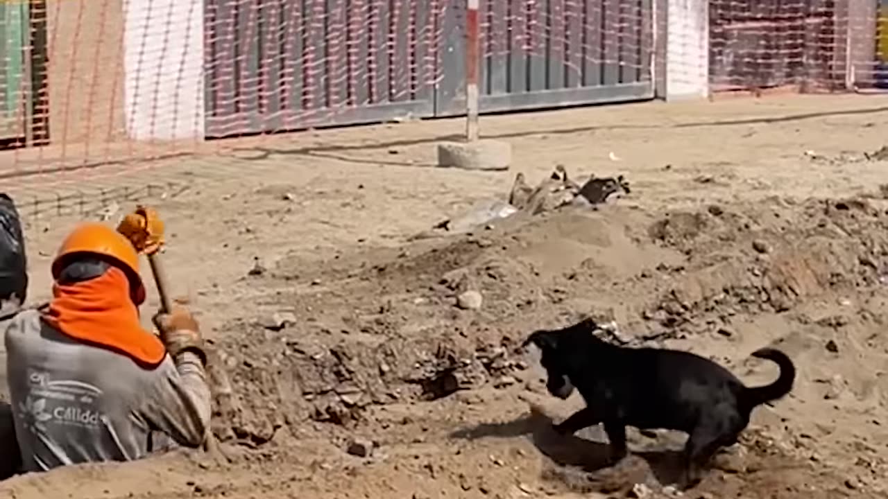 Dog helps on construction site