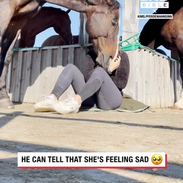 Horse comforts his crying owner