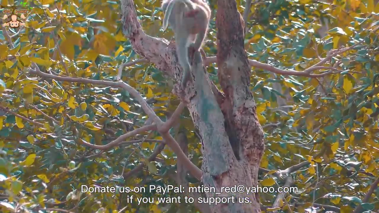 4k quality animal footage- monkeys beautiful scenes episode 22 viral monkey